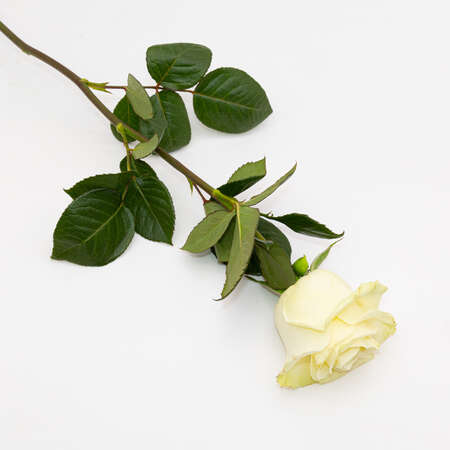 Image produit  Rose blanche